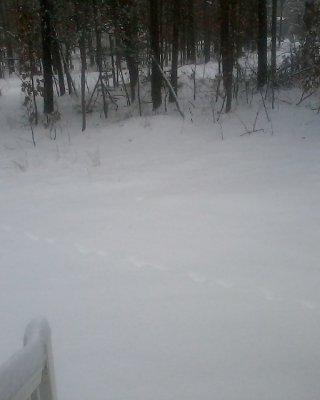 The masterking Snowed in
 #2445097