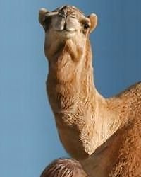Nur Sexy (5) #15392934