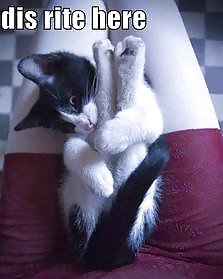 Sexy Katze #5792098