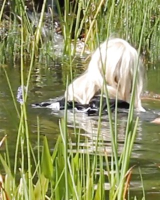 Sissy Bad Vollständig In Einem Teich Angezogen Und Es Wurde Beobachtet, #9909164