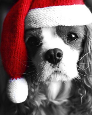 Weihnachten 7! #22716257
