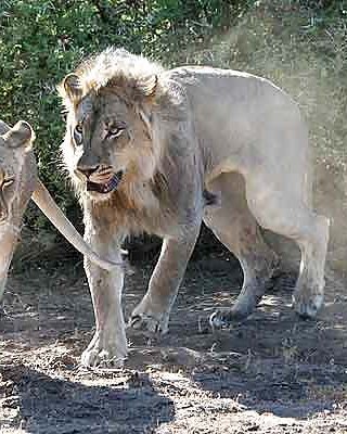 How To Xxx With Lion - Lions mating Porn Pictures, XXX Photos, Sex Images #341139 - PICTOA