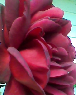 Mein Stier Roses 2 #13856596