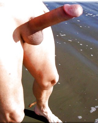 Lion's: anatomy of the phallus ! (3)
 #26252063