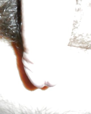 Mein Schwanz Mon Sexe #41101273
