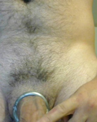 Cockringed Hahn #28176309