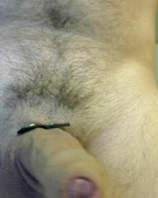 Cockringed Hahn #28176321