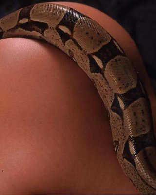 Exotische Babe Wa Python Auf Ihren Heißen Körper #36474174