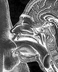 Huge cock xray #25087723
