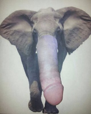 Elephant Sex Xxx - Elephant Porn Pictures, XXX Photos, Sex Images #2108569 - PICTOA