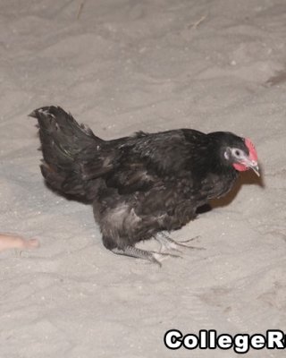 Awesome College ficken
 #74492237