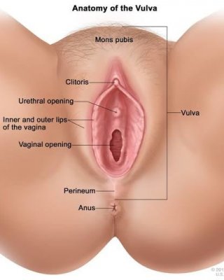Hot Anal Porn Anatomy - Anal Hot Sexy Porn Pics - PICTOA