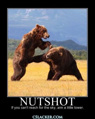 Funny Bear Porn - SON-OF-A-BITCH That's FUCKIN' FUNNY! Porn Pictures, XXX Photos,  Sex Images #3887592 - PICTOA