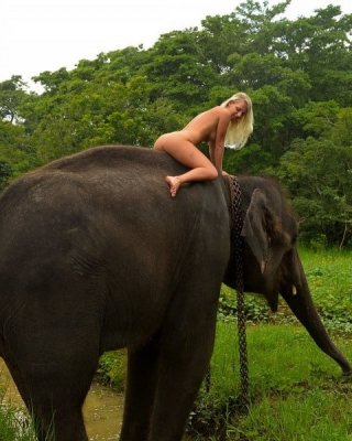 Girl Xxx Elephant - Foreign girl nude with an elephant in Sri lanka Porn Pictures, XXX Photos,  Sex Images #3752439 - PICTOA