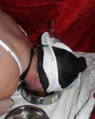 sissy-doggie Eat Dogfood For Mistress Celine